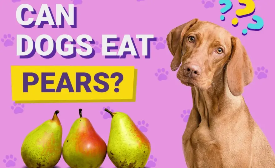 Can Dogs Eat Pears? Safe Serving & What to Avoid