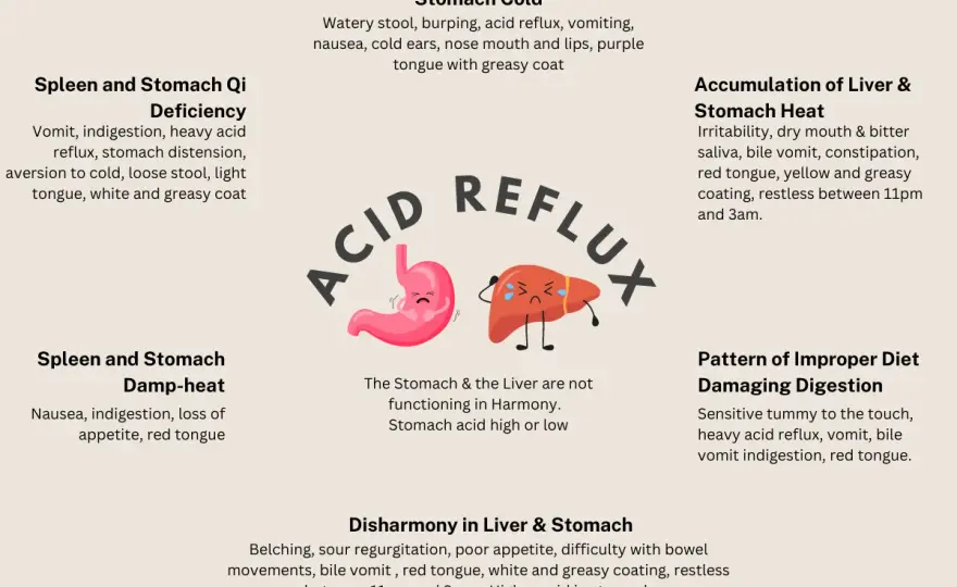 Dog Acid Reflux - Symptoms, Causes & Treatment