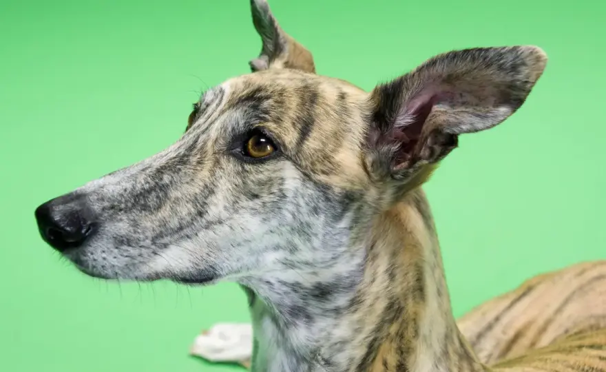 Hund nicht stubenrein? Ursachen erkennen und Alltag richtig aufbauen