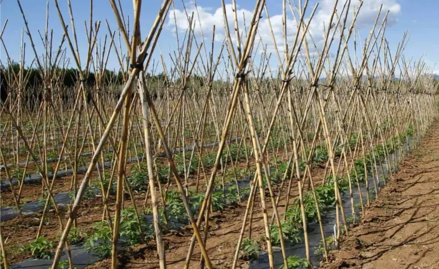 Come legare i pomodori senza danneggiare il fusto