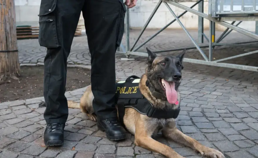 Duże psy w policji - rozmiar to nie wszystko! Sprawdź, co się liczy