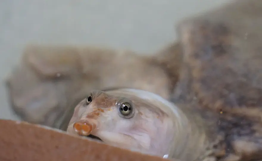 Tortuga cuello de serpiente - Guía completa y su importancia