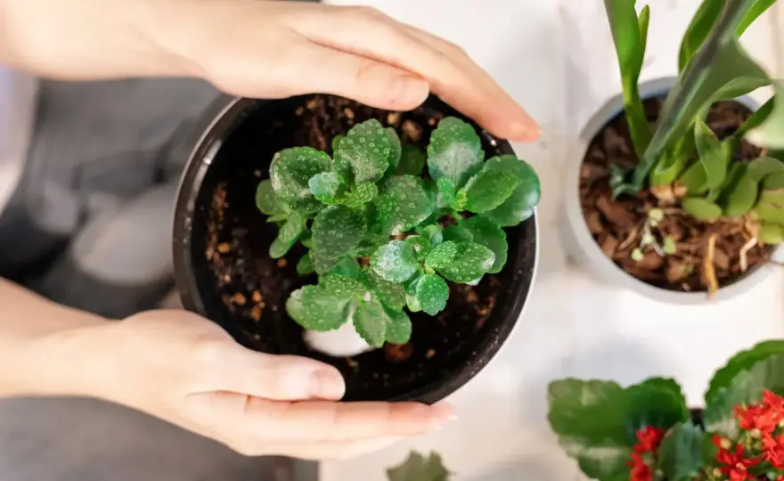 Kalanchoe po kwitnieniu - co zrobić, żeby zakwitło ponownie