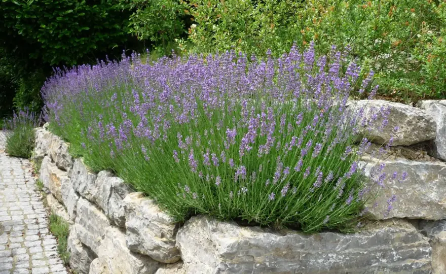 Lavendel pflanzen - der beste Zeitpunkt, Standort und Abstand