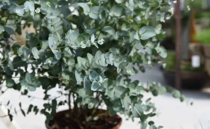 Eucalyptus intérieur - les bons gestes pour le garder beau
