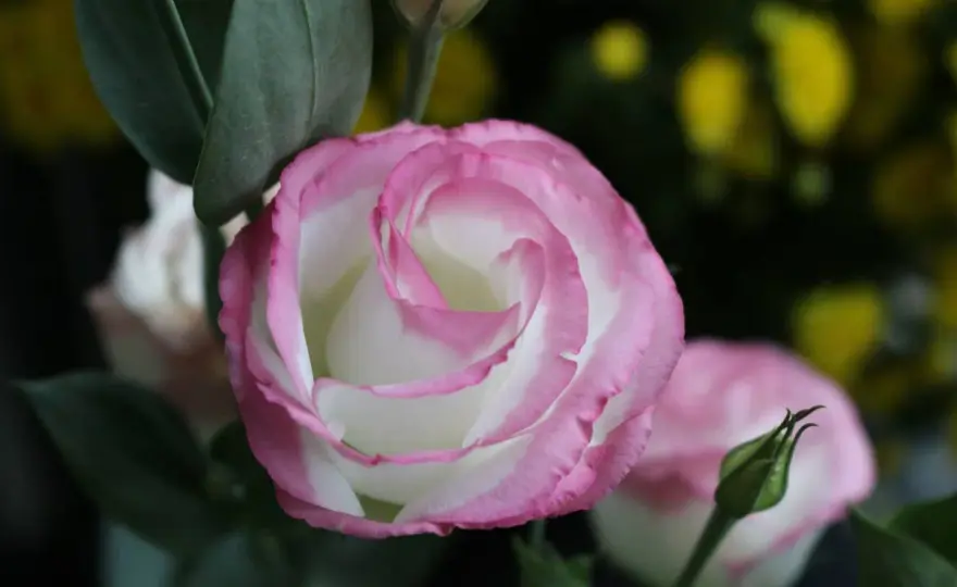 Lisianthus - Vivace ou annuelle? Réussissez sa culture!