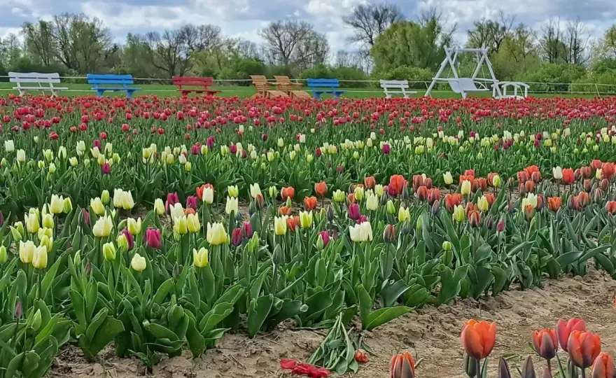 Tulipany na Żuławach - Jak zaplanować udaną wizytę?