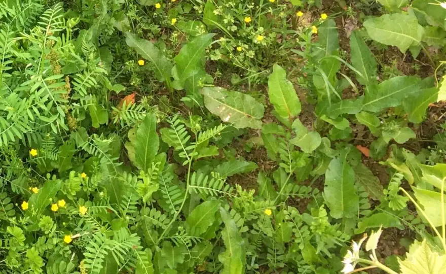 Rumex en prairie - Stop aux pertes - Éradiquez-le durablement