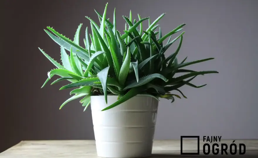 Aloes z doniczki - jak używać i przechowywać? Poradnik