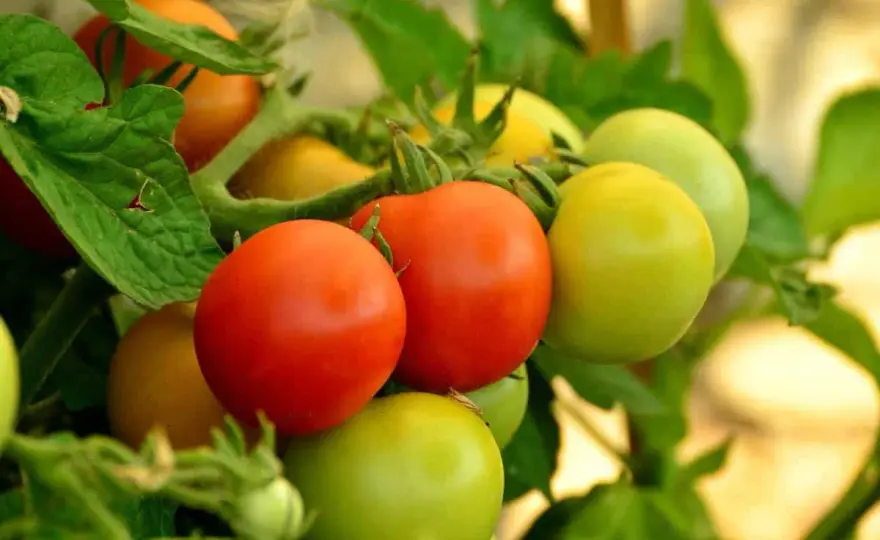 Tomates vertes - Les faire mûrir ou les cuisiner? Le guide complet