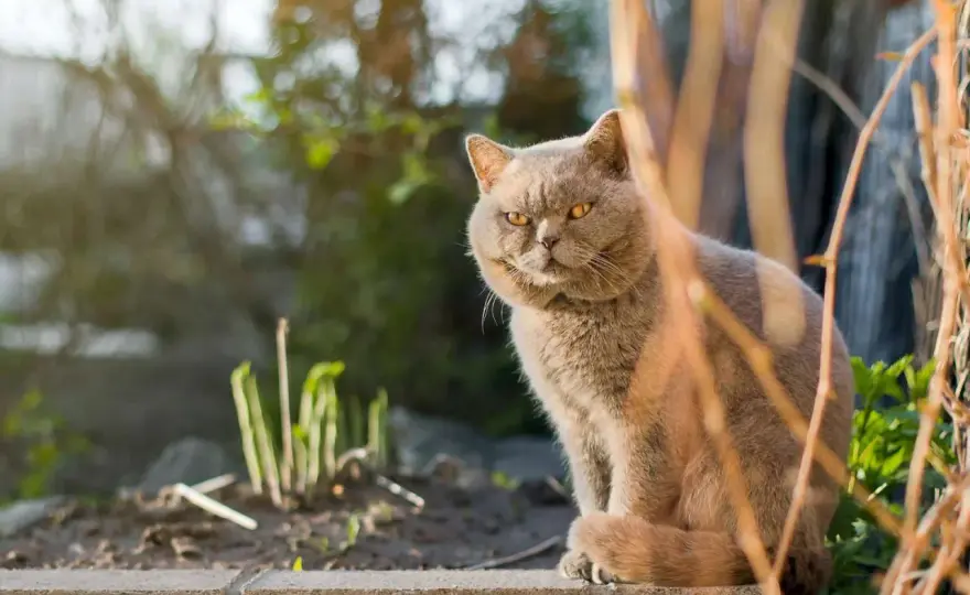 Tomcat Cheeks - Normal or a Problem? Vet Explains