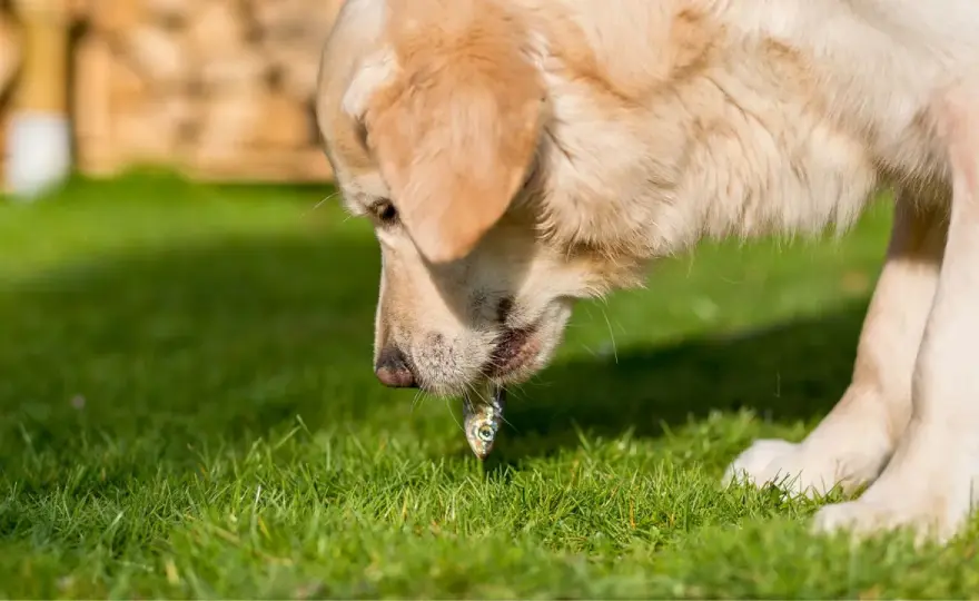 Merluza para perros - Guía completa: ¿Es segura y cómo darla?