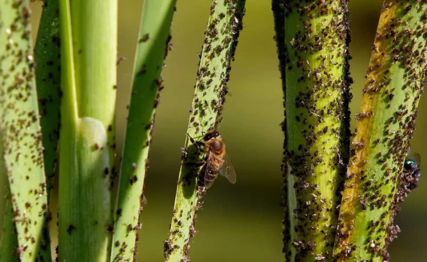 Comment se débarrasser des pucerons sans nuire au jardin ?