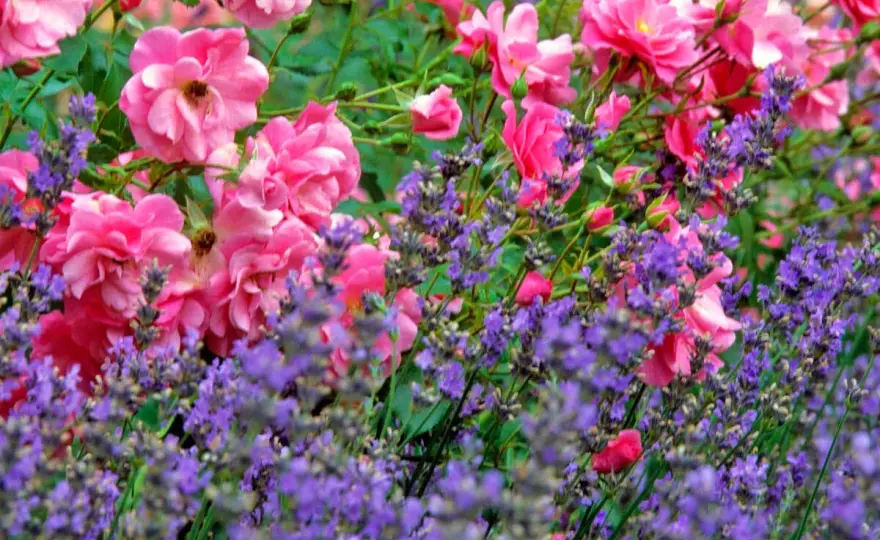 Rosenbeet mit Lavendel richtig anlegen