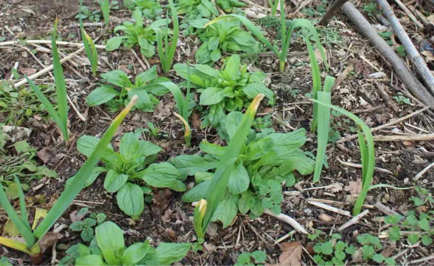 Planter l’ail au potager sans rater sa récolte