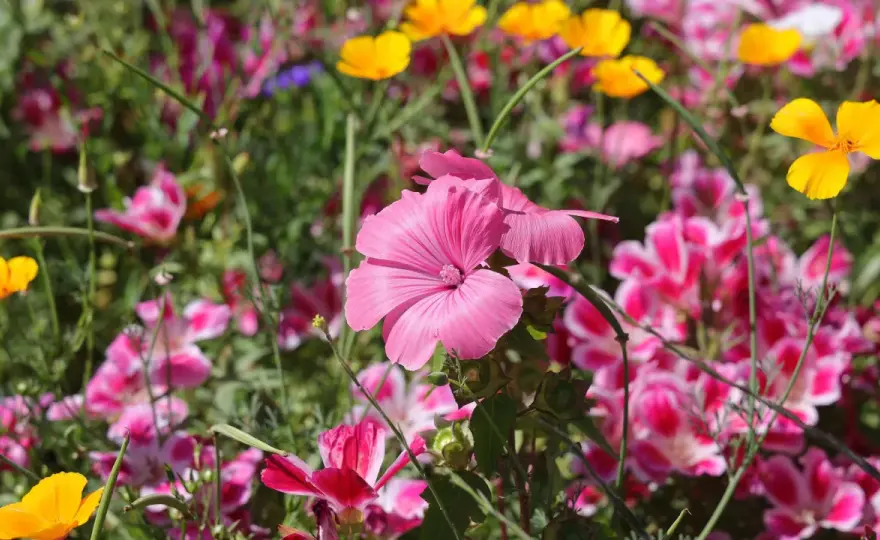 Blumenwiese anlegen im Ziergarten - so gelingt sie dauerhaft