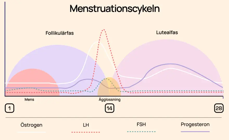 Menscykelns faser - så påverkar de kroppen