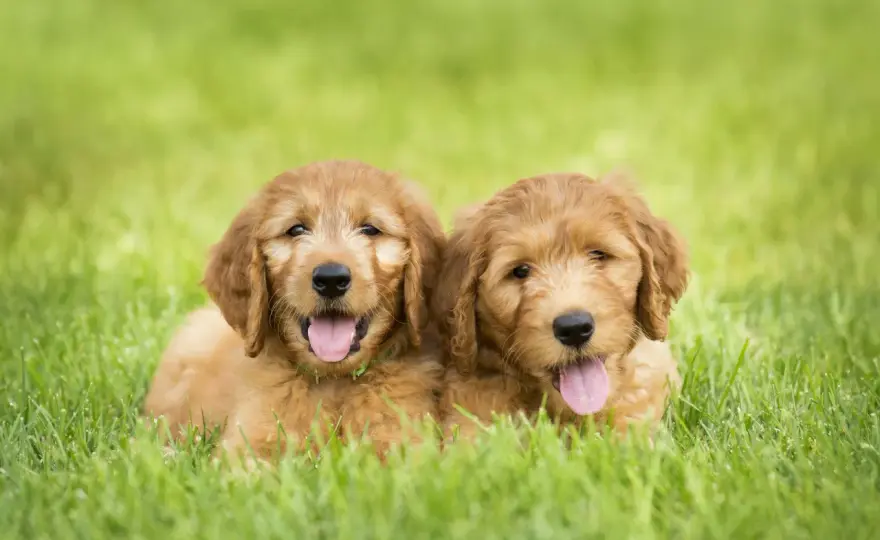 Mini Doodle Chien - Vrai Coût, Entretien & Santé - Guide Complet