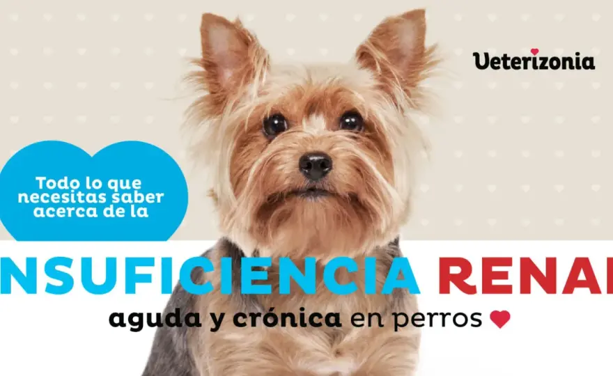 Cómo muere un perro con insuficiencia renal - Señales finales