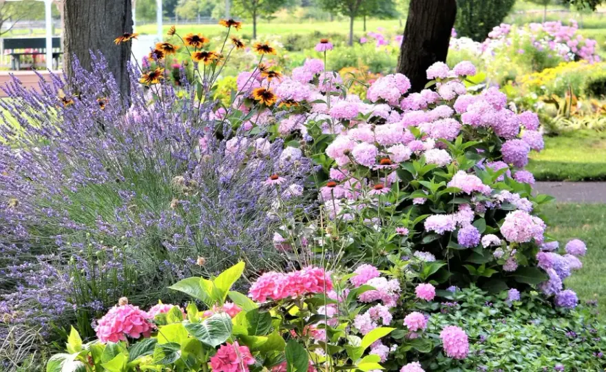 Massif de vivaces réussi - Le guide pour un jardin durable