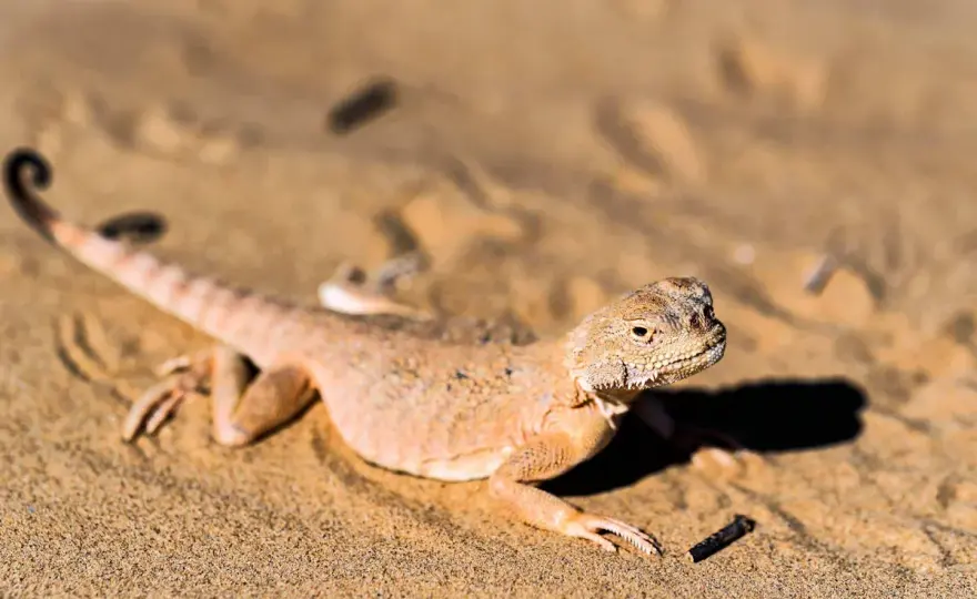 Lagarto del desierto - ¿Cómo sobrevive al calor extremo?