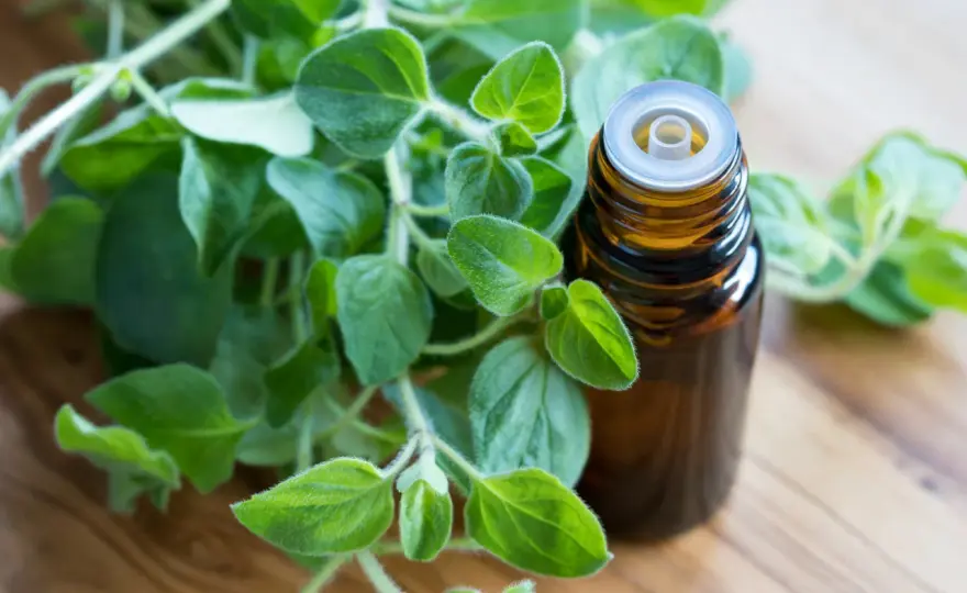 Olejek z oregano: Jak stosować bezpiecznie i skutecznie?