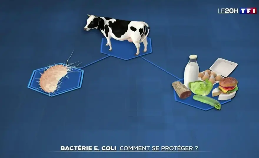 Comment se débarrasser d’E. coli ? Les traitements et signes d’alerte