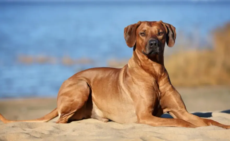 Rhodesian Ridgeback - Crête dorsale: Comprendre sa vraie valeur