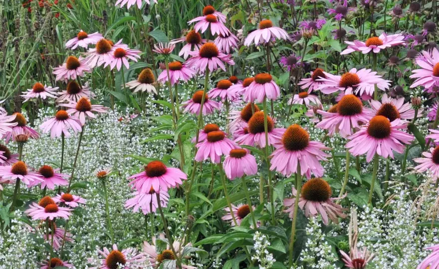 Sonnenhut im Garten - der richtige Standort für Echinacea