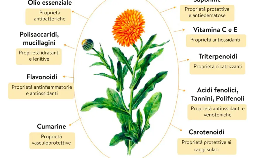 Calendula per pelle e mucose - proprietà, usi e precauzioni
