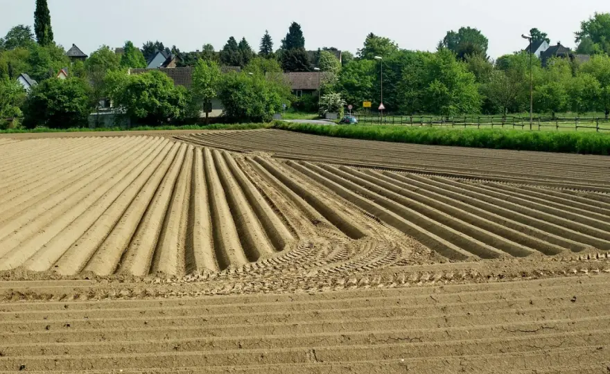 Kartoffel im Sachunterricht - Natur, Ernährung & Alltag verbinden