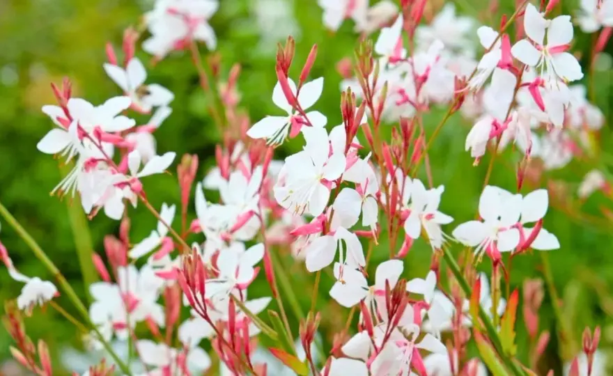 Gaura - Le secret d'un jardin léger et fleuri sans effort