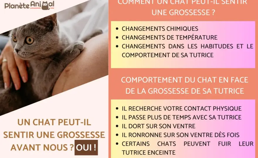 Chat et grossesse - Il sent votre bébé avant vous?