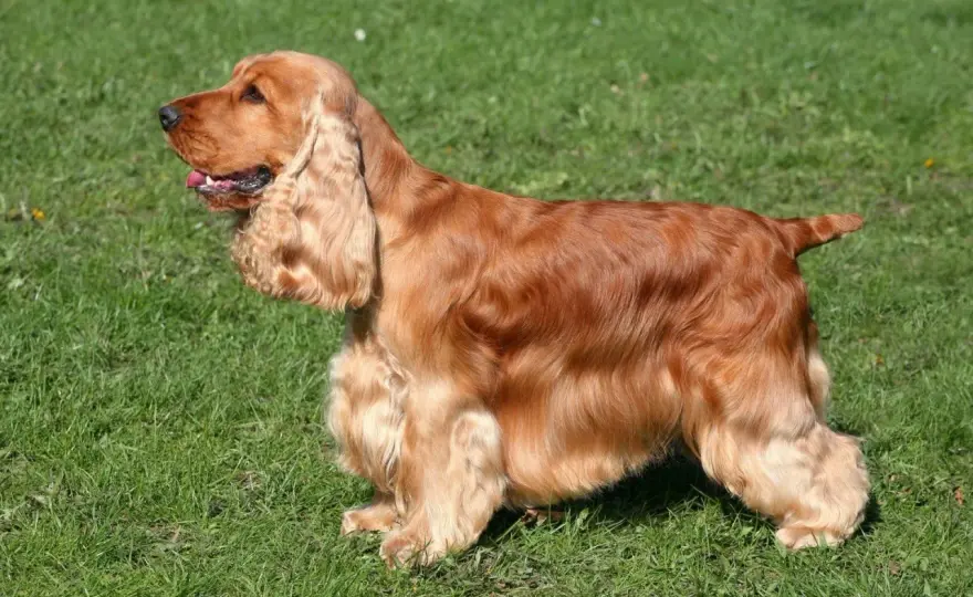 Cocker spaniel angielski - usposobienie. Czy to pies dla Ciebie?