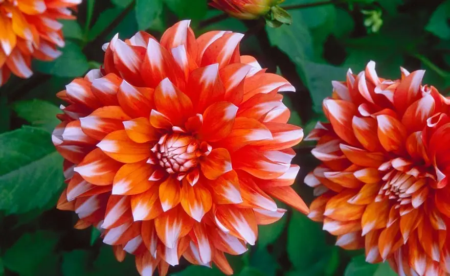 Dahlia parfait - Culture, entretien et floraison réussie