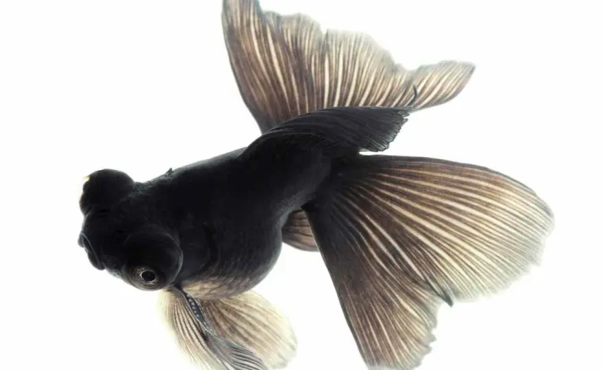 Peces pequeños para acuario - Guía para principiantes