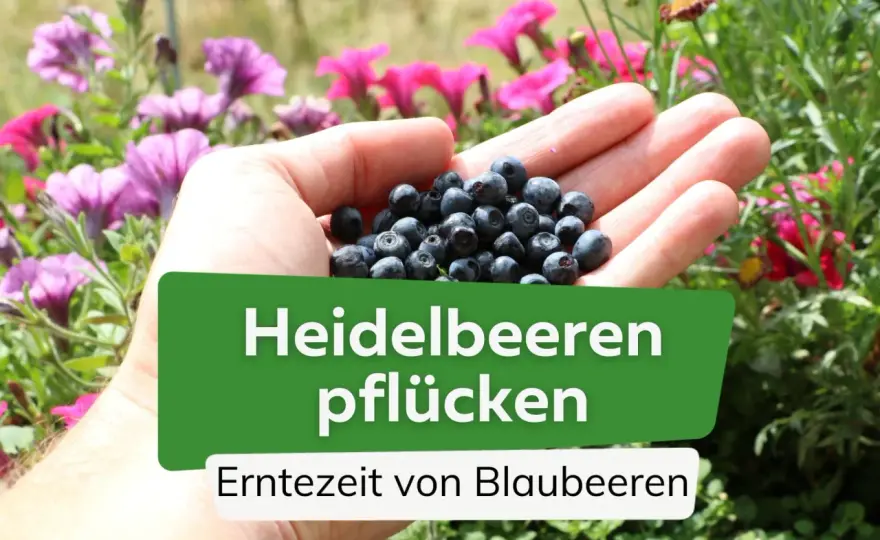 Heidelbeeren reif erkennen - so klappt die Ernte im Nutzgarten