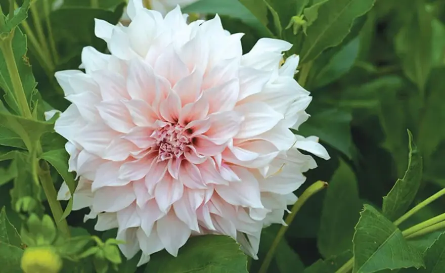 Dahlior - Rätt jord för rabatt och kruka ger blomsterprakt