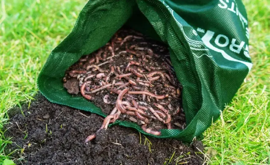 Gdzie kupić dżdżownice do kompostu? Najlepsze miejsca i ceny.