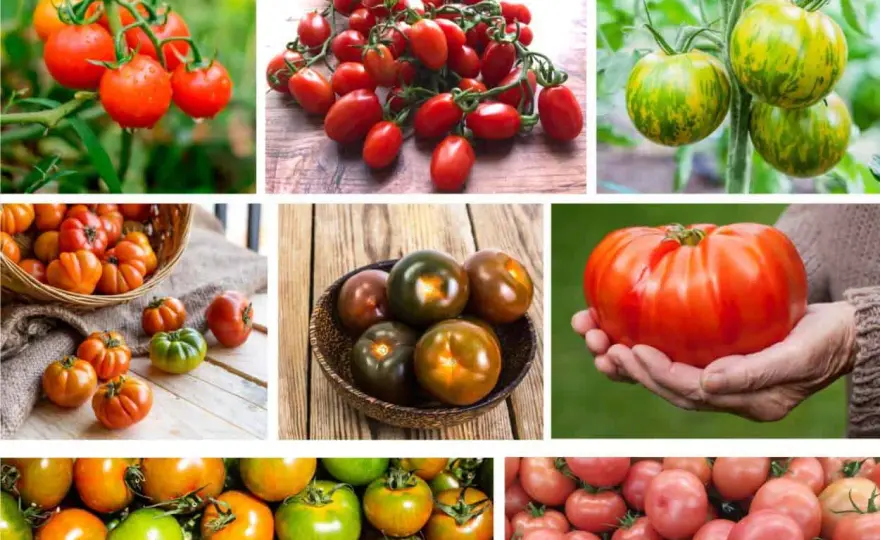 Pomodori di qualità, come riconoscerli e coltivarli meglio