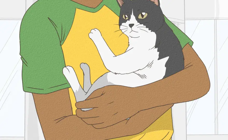 Gato sin dientes - ¿Qué puede comer sin sufrir? Guía completa