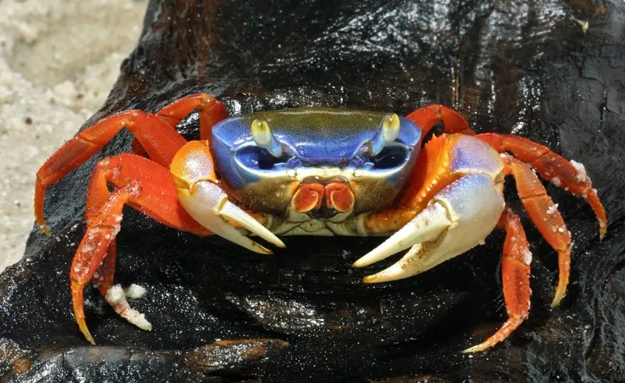Krab tęczowy - Hodowla i akwaterrarium. Uniknij błędów!