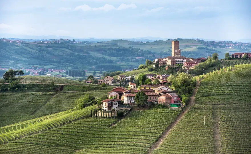 Barbaresco verstehen - Der präzise Nebbiolo aus Italien