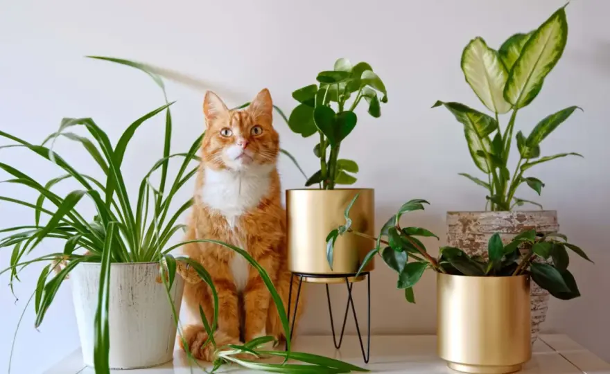Plantas no tóxicas para gatos - Decora sin riesgos