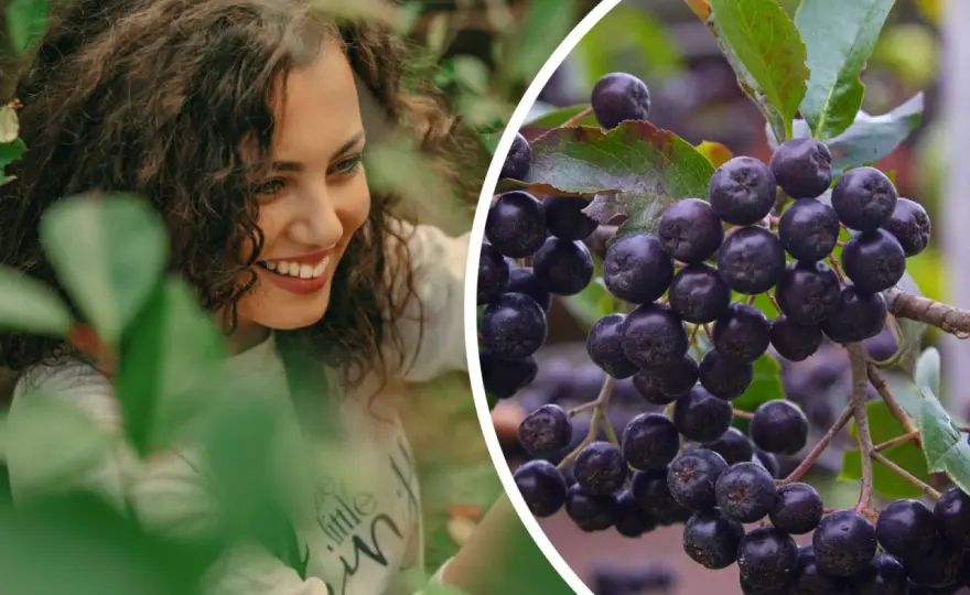 Aronia w ogrodzie - Prosta uprawa, duży plon. Sprawdź!