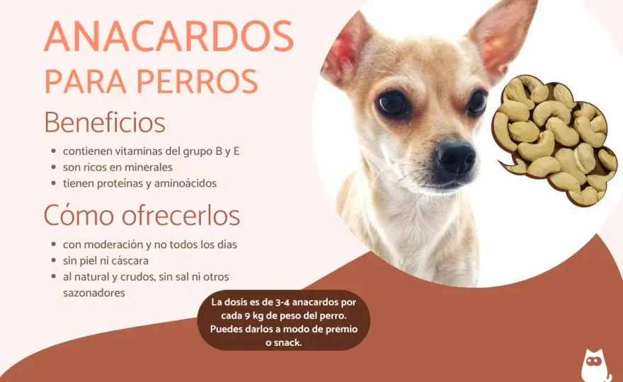 ¿Anacardos para perros? Guía segura: cantidad, riesgos y qué hacer