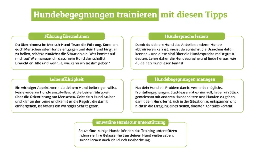 Hund bellt andere Hunde an - Ursachen erkennen und ruhig trainieren