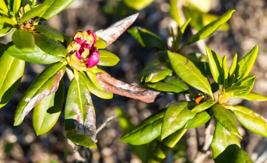 Choroby rododendronów - diagnoza i ratunek krok po kroku