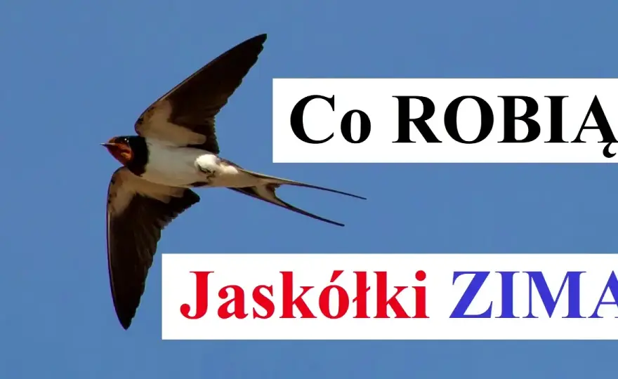 Poznaj fascynujące miejsca, gdzie zimują jaskółki i ich trasy migracji