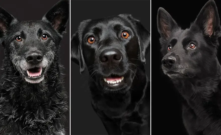 Soñar con perro negro - ¿Mal augurio o intuición?